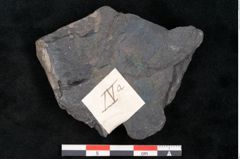Foto (Detailansicht) von Ceratopetalum vivulare Ettingshausen (NHMW-GEO-2024-0188-10246)